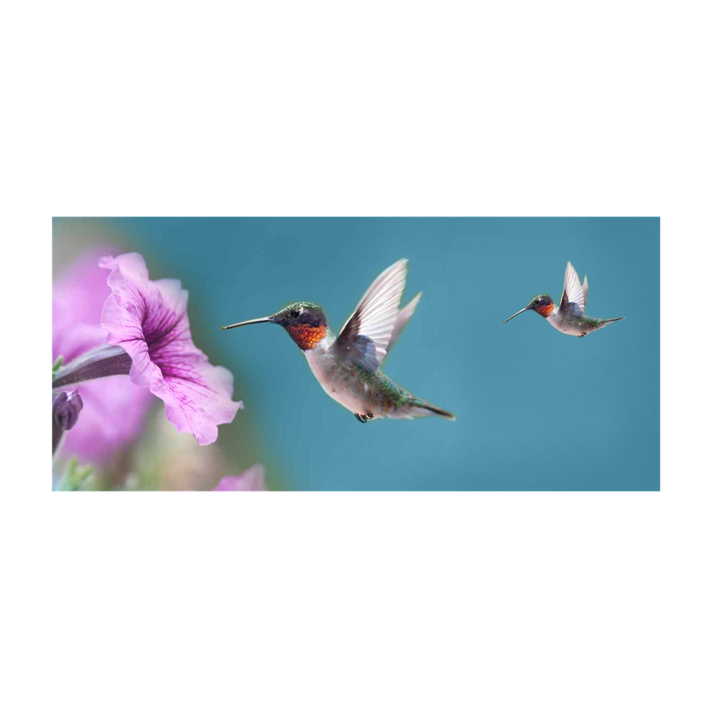 Hummingbird - Panel
